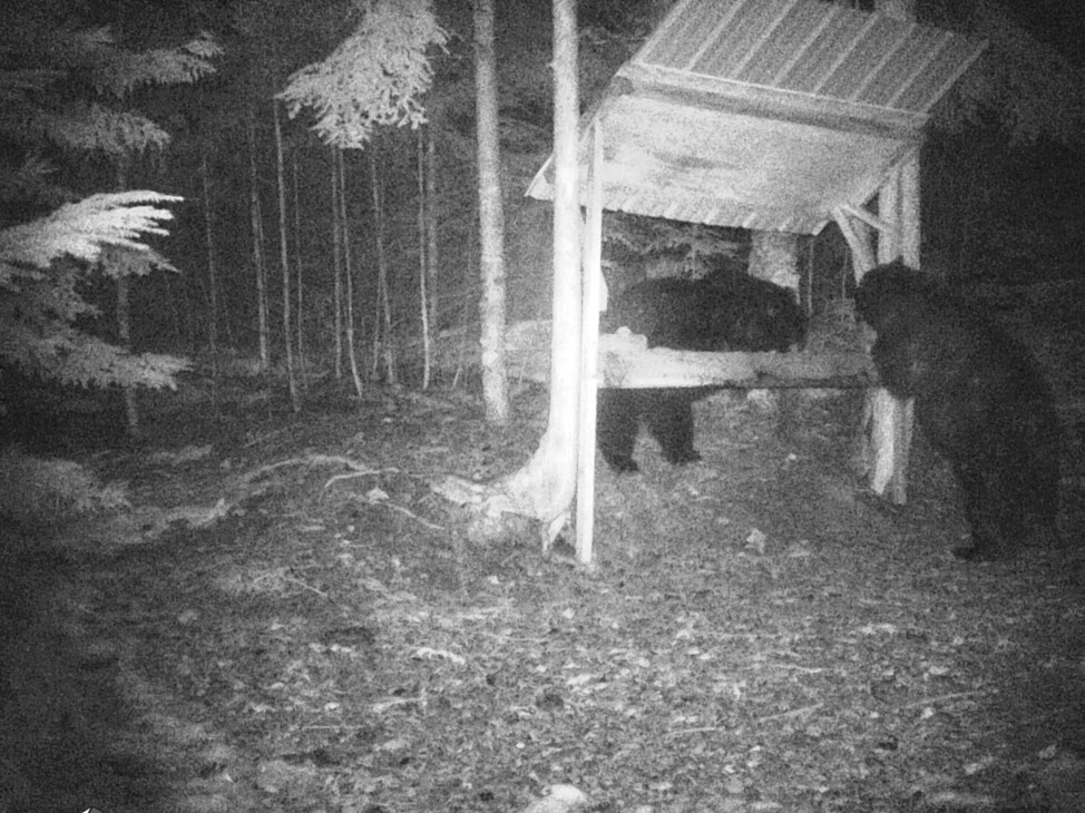 Natalie Freeman tweet media