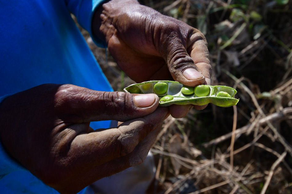 ABSCBNNews's tweet image. It's back to square one for farmers in Barangay Baculud in Ilagan, Isabela after floods brought by Typhoon Ulysses destroyed their crops.

Read more: bit.ly/2J0JShY