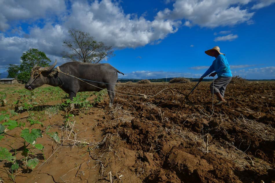 ABSCBNNews's tweet image. It's back to square one for farmers in Barangay Baculud in Ilagan, Isabela after floods brought by Typhoon Ulysses destroyed their crops.

Read more: bit.ly/2J0JShY
