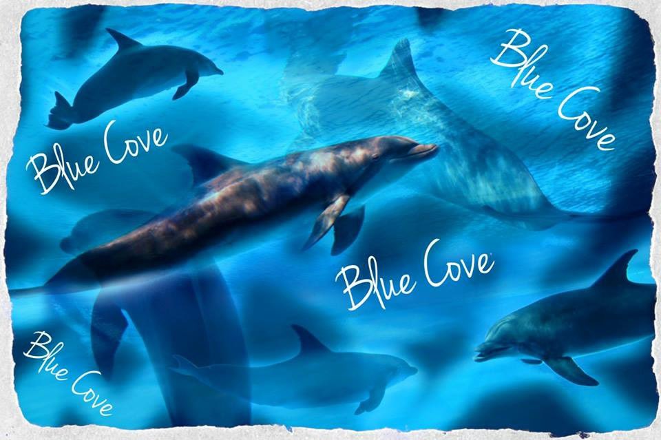 KunitoSeko's tweet photo. Blue cove today💙🐬🐳💙😊👍 https://t.co/7fxPlfBMnd