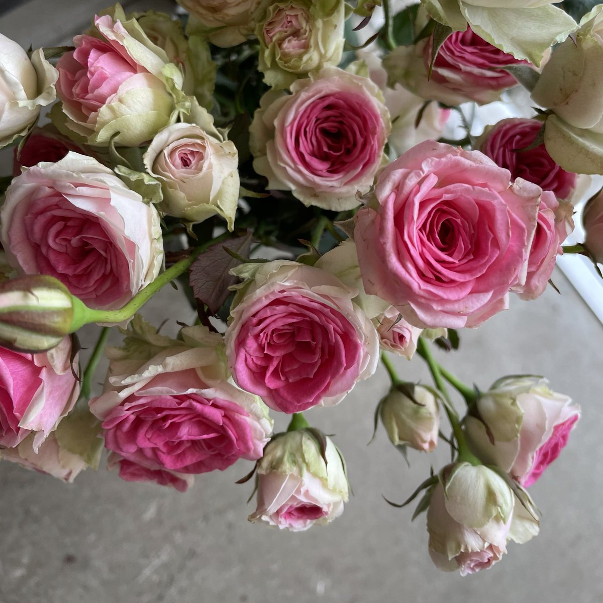 D Ici Peu 毎日ひと花 薔薇 ミミエデン D Ici Peu 毎日ひと花 薔薇 ミミエデン