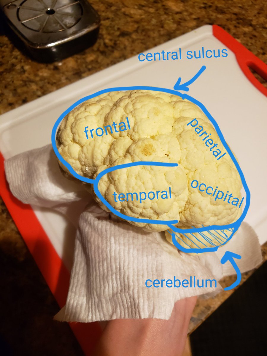 When your dinner's anatomically correct #FoodForThought #neurotwitter #myfirstTweet