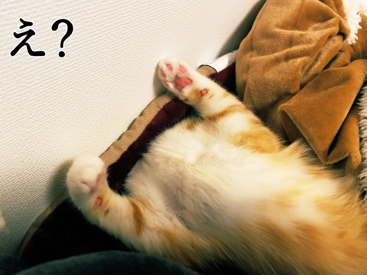 もなか猫日記 Monaka 頭が壁に埋まってる 猫 子猫 マンチカン もなか 猫好きさんと繋がりたい