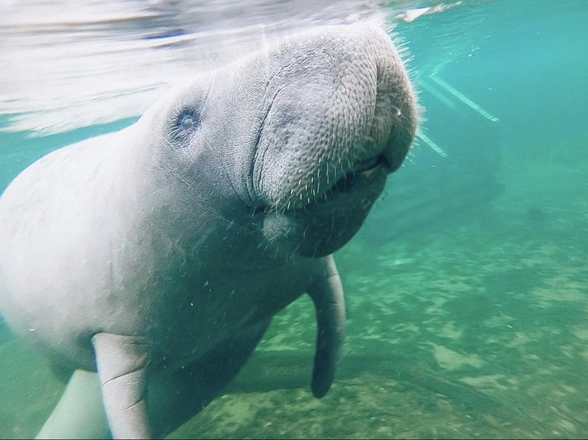 FOLKStweets's tweet photo. Manatee Monday is here! Did you know manatees are typically found in shallow coastal areas and rivers where they feed on sea grass, mangrove leaves, and algae? These herbivores munch on food for almost half the day, eating 10% of their body weight in plant mass everyday! https://t.co/FMKZw4hBlS