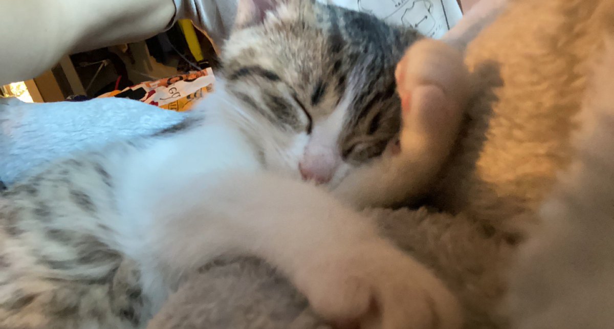 igloege's tweet photo. PLEASE HELP. WHAT SHOULD I NAME MY NEW KITTY? https://t.co/3DhGXpvrDz