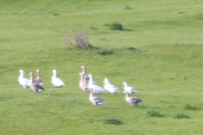 allanrob9's tweet photo. O yea of little faith. When is a goose a gander. Are there names for the lady goose. A baby is a gosling. A group of gees is a gaggle. Goosy, goosy gander where will you wander up hill & down dale into #RobAllan's camera. #NZ https://t.co/nzBYd1GKjC