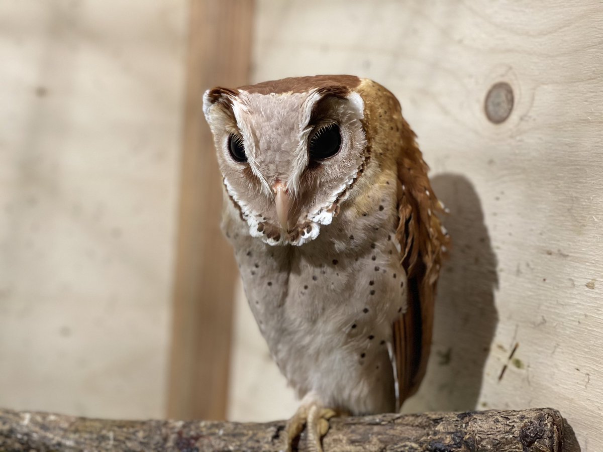 岡山キモかわいい展 Kimokawaiiten Twitter