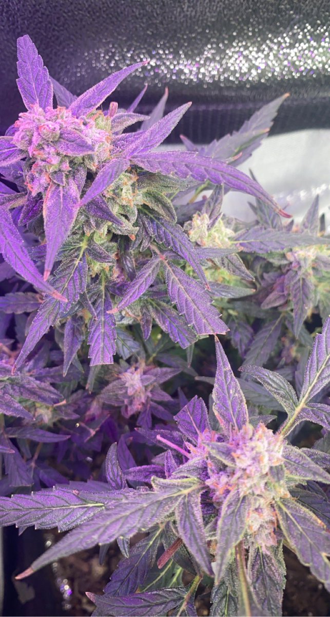 ChrisCannaGrow's tweet photo. Haze xl week 10 @GrowersChoiceUS 🥶🥶 https://t.co/18r4YMh8lV