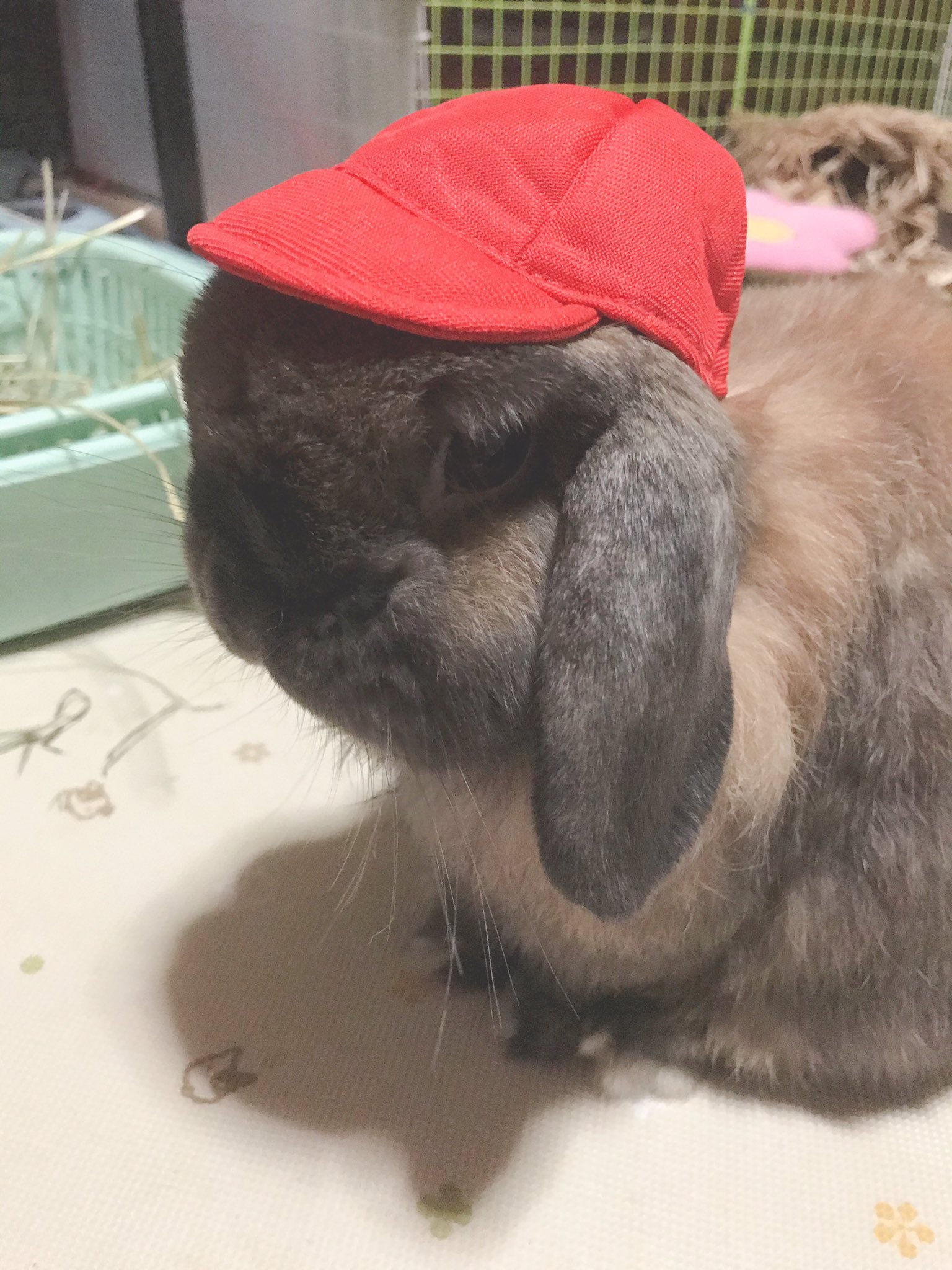 うさにゃん ゆかりん大好きうさぎ大好き お世話係と一緒に運動会 ぶっちゃんに体操帽被せたらめちゃくちゃ可愛くなった ぶー助 帽子を被ってお世話係と一緒に運動するよ うさぎのいる暮らし T Co