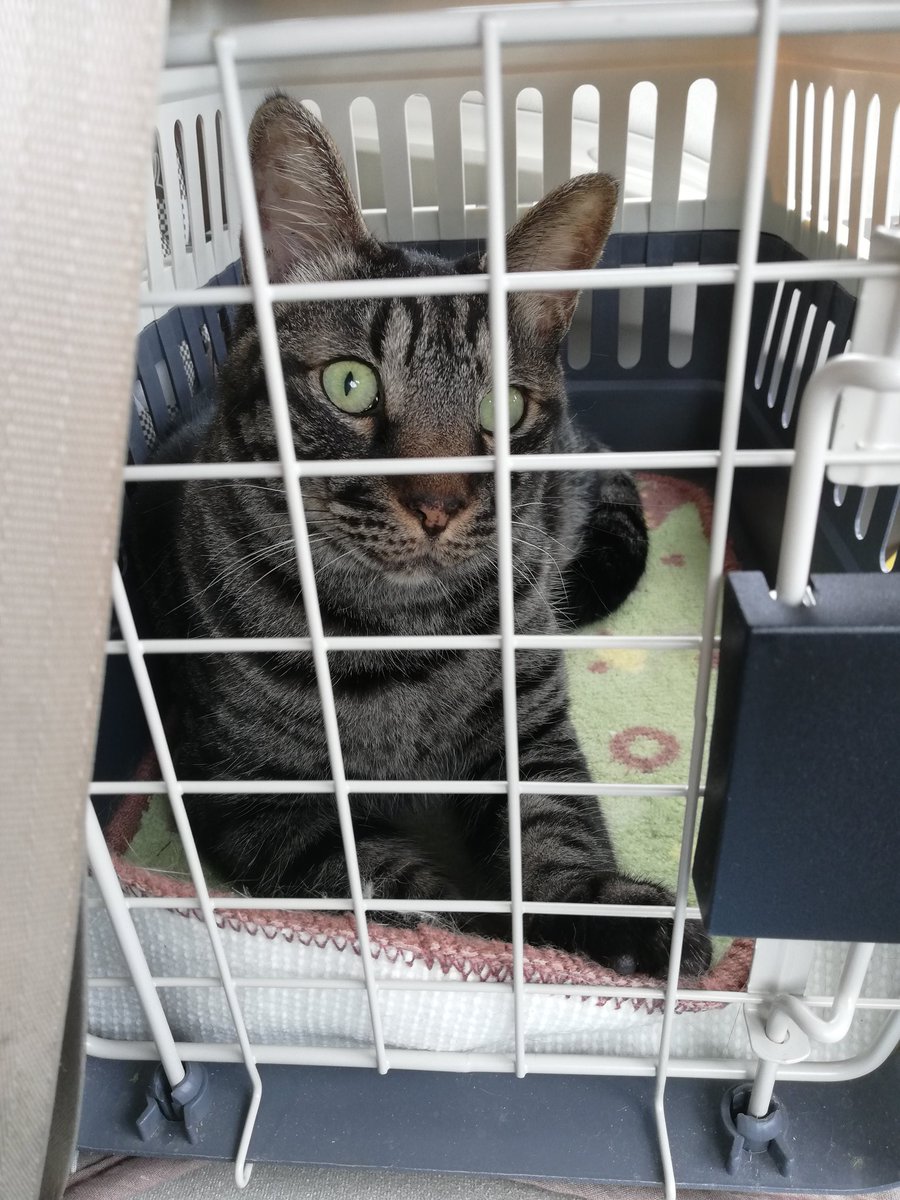 ねこんしぇるじゅ トラジ 病院行くよー わーい 早く早く 行き先は気にせず とにかくキャリーが大好きなトラジです ワクチン打ちに来ましたが 銀が色々検査していて コロナ対策で院内に入れないのでトラジと車で待機中です 猫 猫がいる暮らし