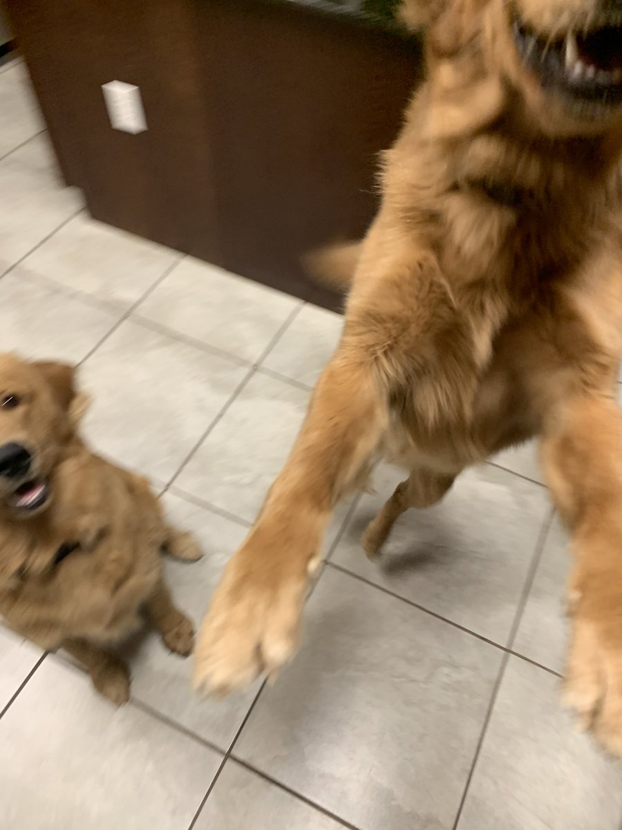 Randievans7's tweet photo. Life with 2 golden retreivers summed up in one picture: https://t.co/z8NSSzeHPT