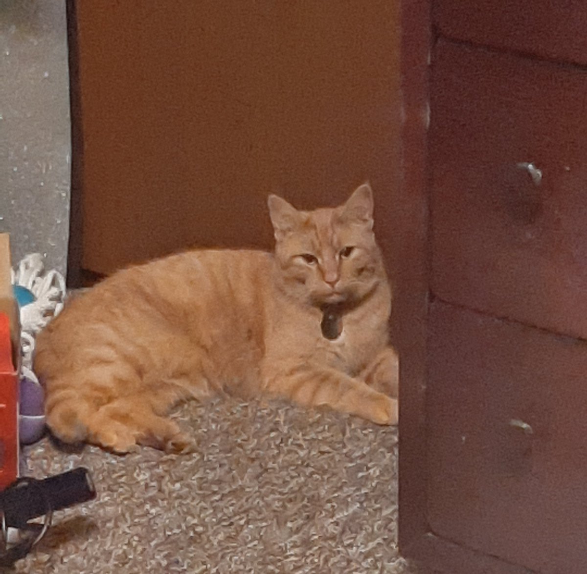 ll. My cat so handsome🖤