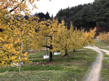 キンモクセイは紅葉するかしないか みかんの木やりんごの木は紅葉する Minimemo