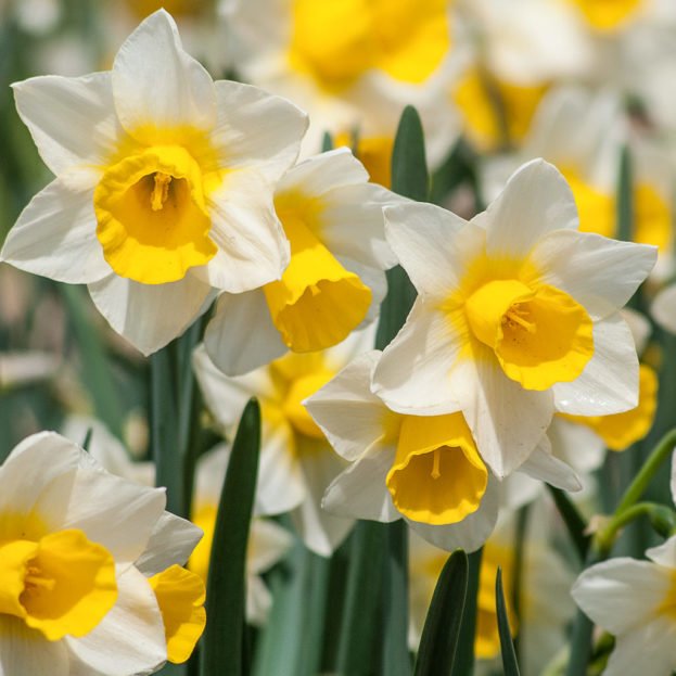 Каких цветов бывают нарциссы. Нарцисс Hillstar. Желтый Нарцисс. Daffodil. Белый Нарцисс.