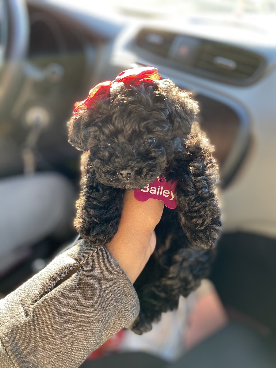 xraylaaaaaa's tweet photo. say hi to Bailey!!🥰🥰🥰🥰🥰🥰🥰💗💗💗💗
#furmom🐾 https://t.co/Vr72GqpC2r