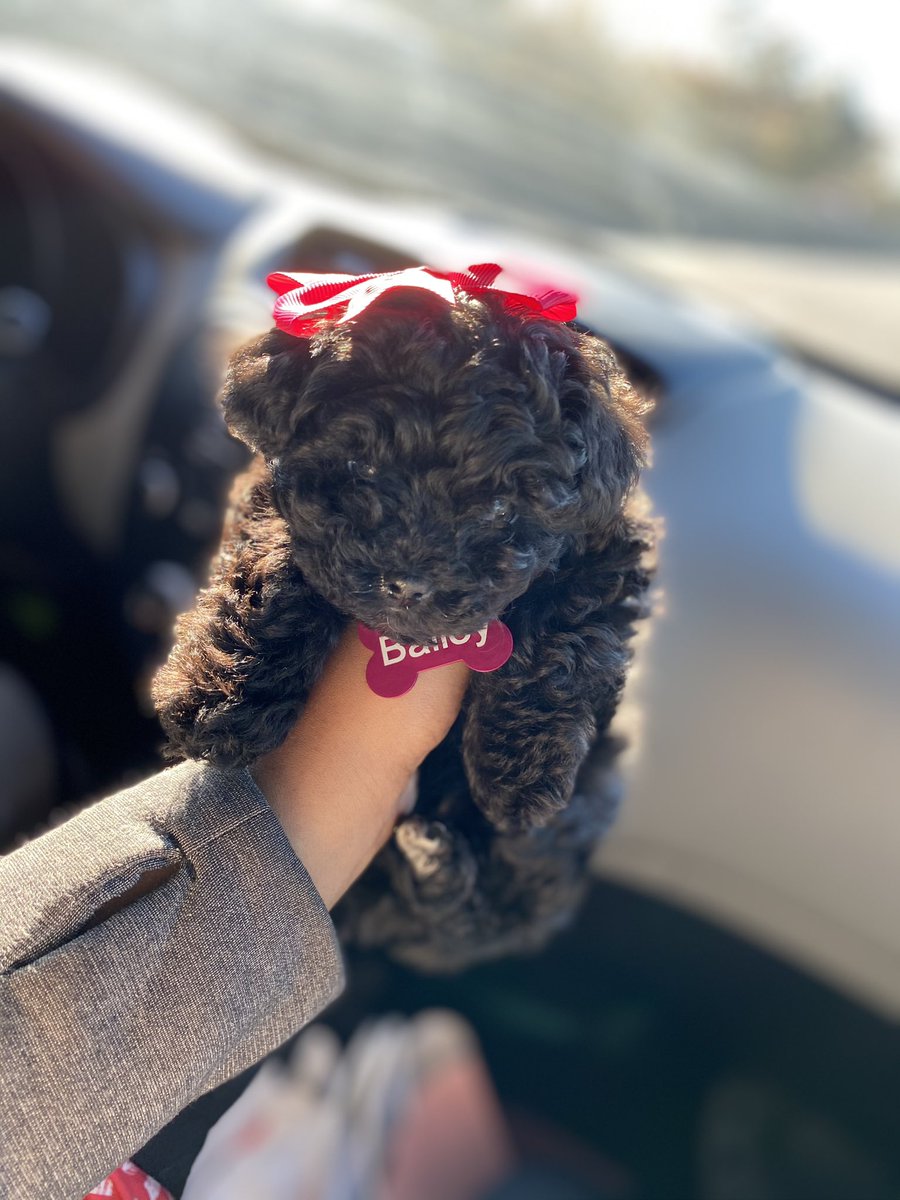 xraylaaaaaa's tweet photo. say hi to Bailey!!🥰🥰🥰🥰🥰🥰🥰💗💗💗💗
#furmom🐾 https://t.co/Vr72GqpC2r