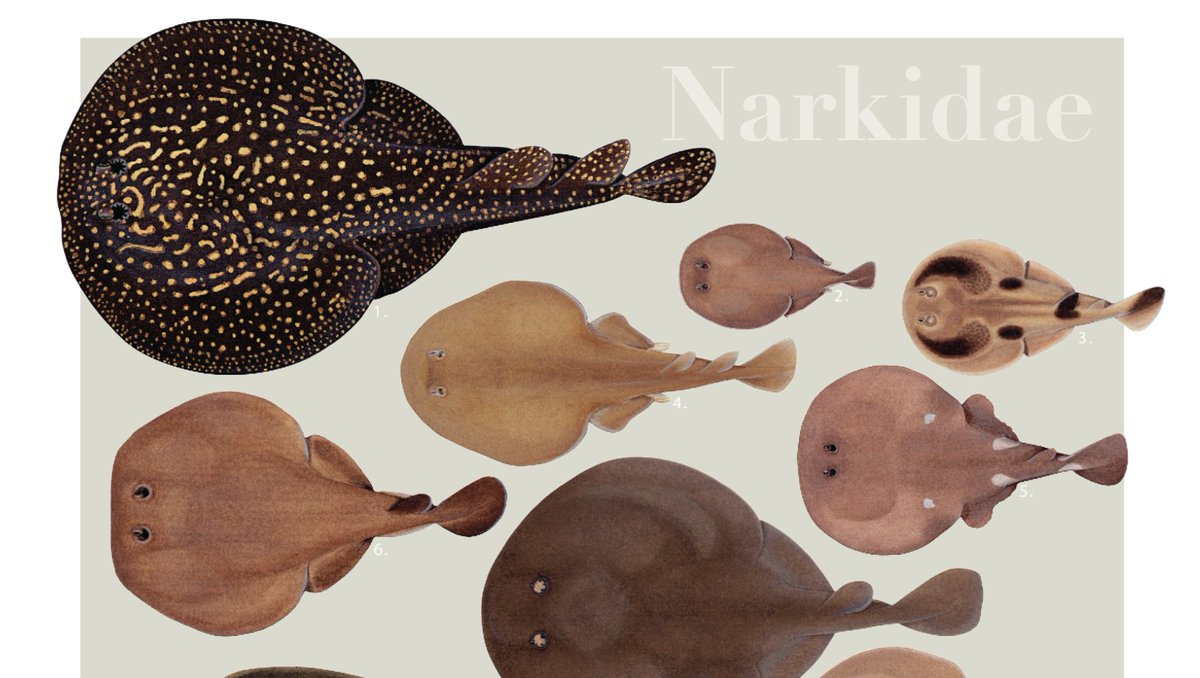 Stickfigurefish's tweet photo. Off to the printer on Thursday. This means that this really is the LAST WEEK to get your order in. Let anyone know who might want one.
#narkidae #sleeperray #SFFraysoftheworld2021calendar #stingray #hoorayforrays #raysmattertoo #flatsharkfriday
https://t.co/NODKe87XTT https://t.co/oBe3wiHZpo