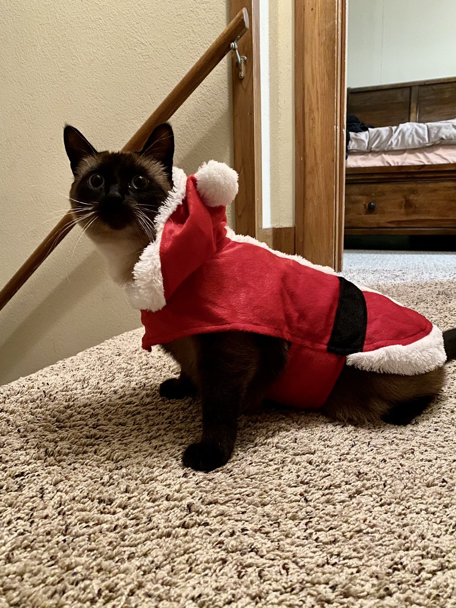 ashlynshields's tweet photo. santa baby😚🥰🎅🏼🎄 https://t.co/LD7N1wQWcS