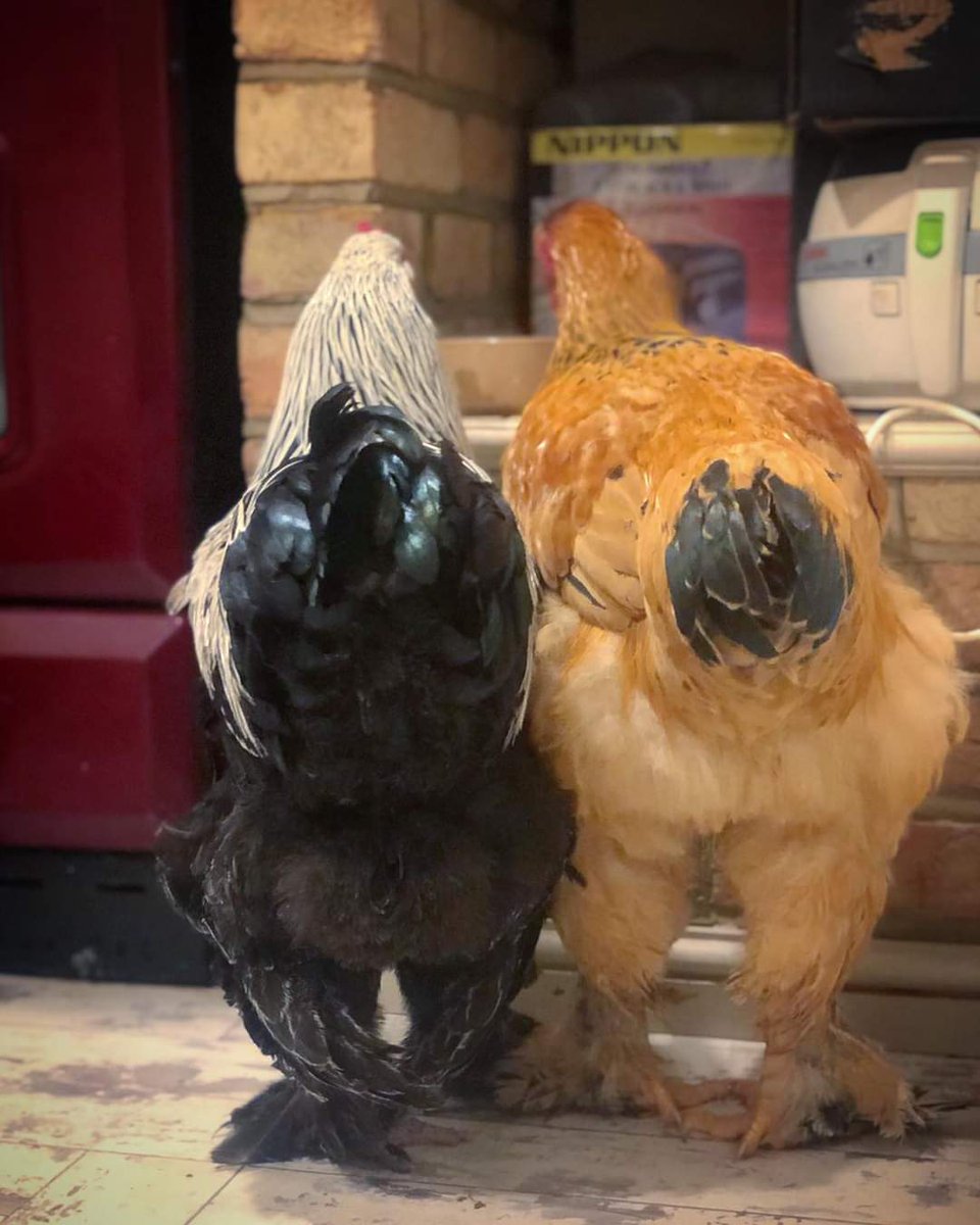 HappyPantsRanch's tweet photo. Happy #tushietuesday #twofortuesday and #buyonegetonefree #bogof Tuesday from #bestie #housecockerels Tommy and Peach!
#fluffybutt #ilikebigbuttsandicannotlie #shakeyourtailfeather #brahma #brahmacockerel #cockerelsofinstagram #cockerelsareforlifenotjustforhatching https://t.co/foye0CotUB