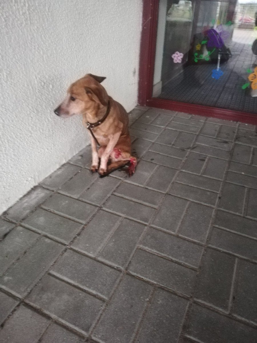 zerkalo_io's tweet photo. Друзья, нужна помощь!

В Каменной горке вчера нашли собаку, которую сбила машина. Песика забрали к себе на передержку, сегодня его прооперировали. 

Необходимо переливание крови, нужен донор, собака более 15 кг. 

Контакт: +375 44 709 91 25, Саша. https://t.co/bHNdtW5tXd