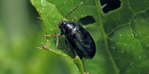 InsectTracker's tweet photo. La grosse altise d'hiver du Colza🥬
Comment la reconnaître ? 🧐
L'adulte peut mesurer de 3,5 à 4,5mm et est de couleur noire à bleu-vert avec des reflets métalliques. 
L'extrémité de ses pattes et de ses antennes sont rousses.
#mardiinsecte #InsectTracker https://t.co/HCTYuvnzI7