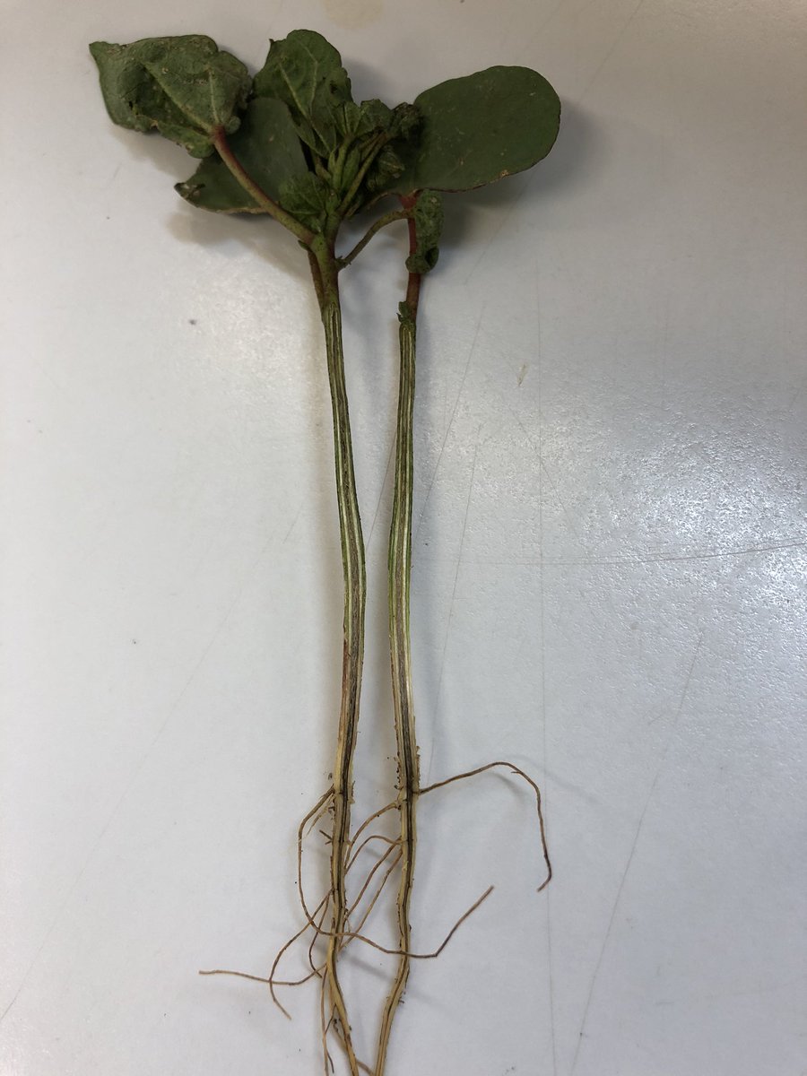 We found these roughly last two weeks, and only recovered Fusarium after a week of plating them out. We have not detected Fusarium wilt at this early for a while in #NSW. If anyone finds anything suspected in your cotton crop, please contact us or our #CottonInfo team