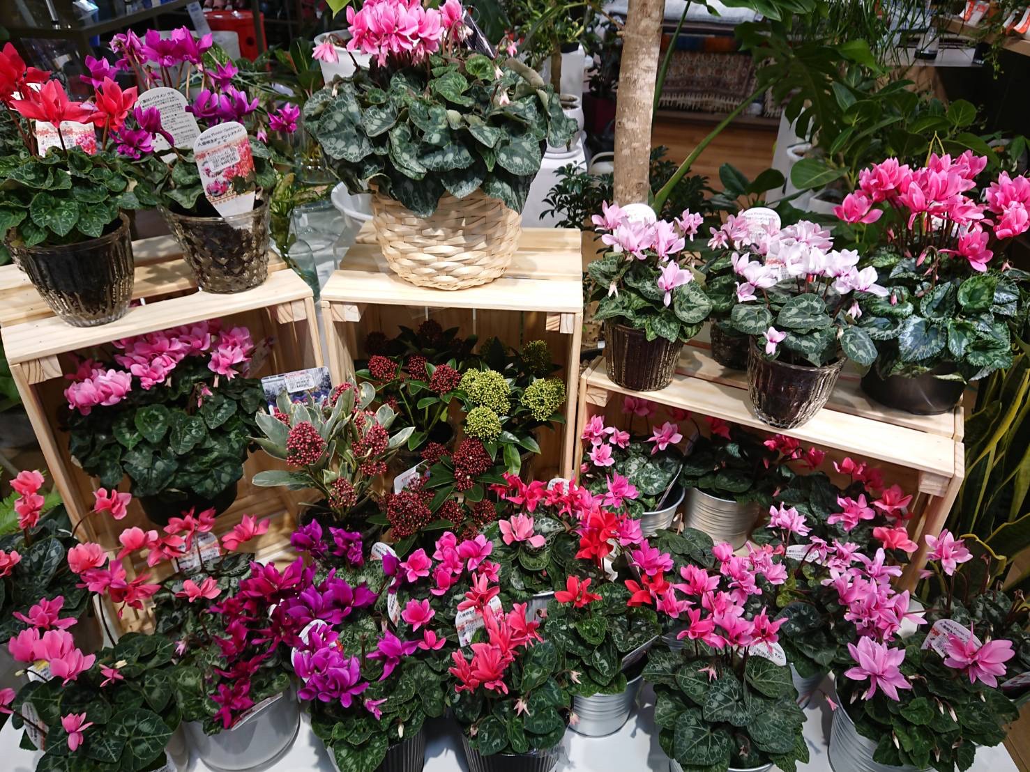観葉植物 ボタニカルラウンジ Onlineショップopen Botanical Lounge西武池袋店でも 矢祭園芸さんの シクラメンが入荷しました 手軽に育てられる小さめサイズから ギフトにも最適な５号鉢 直径15cm サイズもご用意 ガーデニング好き お花好きに人気の