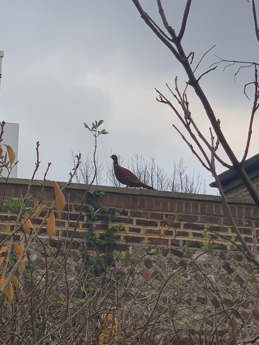 Visited by a pheasant in our garden in Seven Dials.
Central Brighton - a sanctuary where game birds and foxes live side by side in perfect harmony...