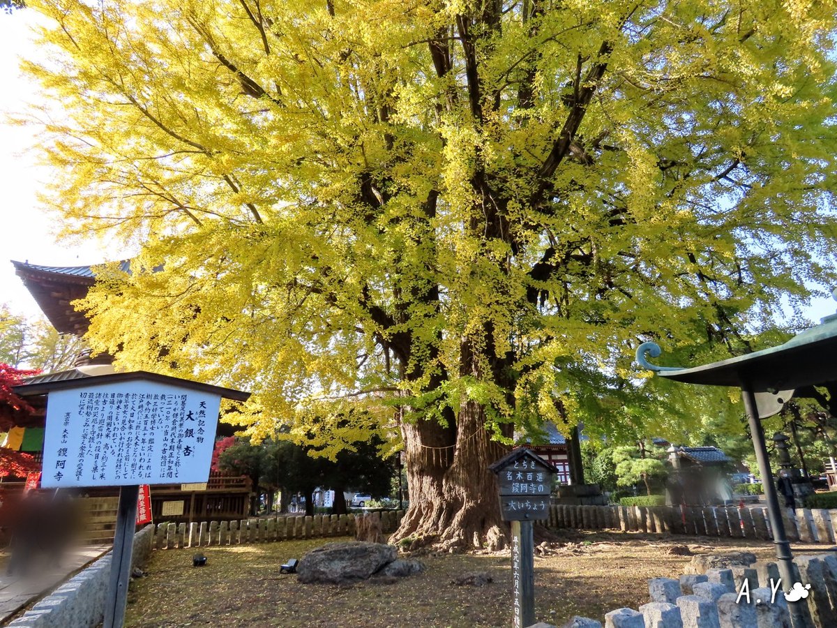 yumeasutw's tweet photo. 足利散策🍁
#鑁阿寺 (ばんなじ)の #大銀杏 💛
樹齢約550年の立派な銀杏の木。
綺麗な #黄葉 でした。
#とちぎ名木百選
#天然記念物
#銀杏
#イチョウ
#樹木
#足利市
#栃木県
#秋を探して 🍁
#11月15日訪問
#a2020 #a1124 #a202011 #a20201114 https://t.co/9wnMp9e4N3