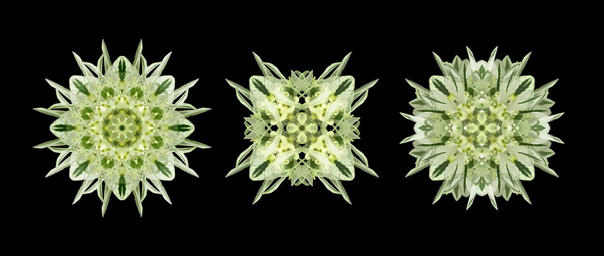 外園 勉 グラフィックデザイン アート制作 初雪草の花で別の花を作ってみました 実は花に見える部分は葉です 花 は指先くらいの小さな花です アジサイと同じですね 初雪草 ハツユキソウ 好奇心 祝福 万華鏡風 グラフィックアート イラスト