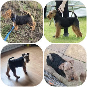 ***PLEASE SHARE*** ***SUBSTANTIAL REWARD***
Let's ALL help get these 4 STOLEN Welsh Terriers home
Stolen from Bourne, Lincolnshire, PE10 area, East Anglia on 19th November 2020. CONTACT: 07710659006
or call Lincolnshire Police on 101
doglost.co.uk/dog-blog.php?d…
