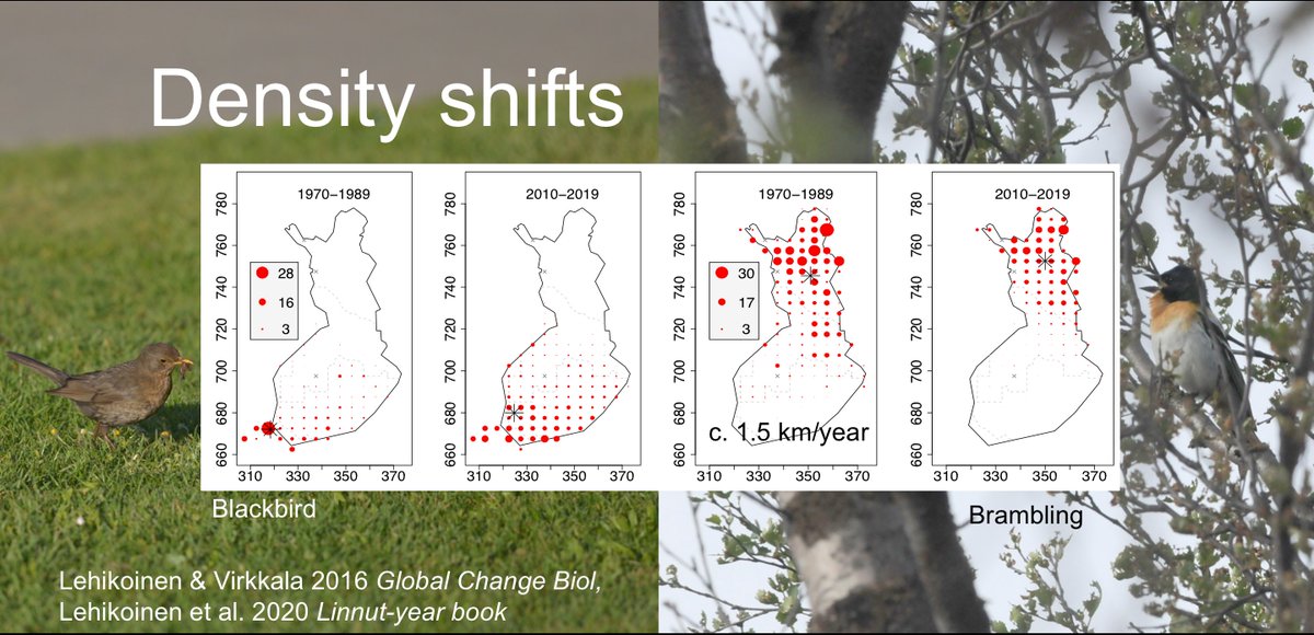 Locally, e.g. in  #Finland, there are expansions of warm-dwelling (southern) species like  #blackbird and contractions of cold-dwelling (northern) species like  #brambling. Finnish land birds have moved on c 1.5 km northwards annually since 1970s:  https://onlinelibrary.wiley.com/doi/abs/10.1111/gcb.13150 3  #BOUsci20