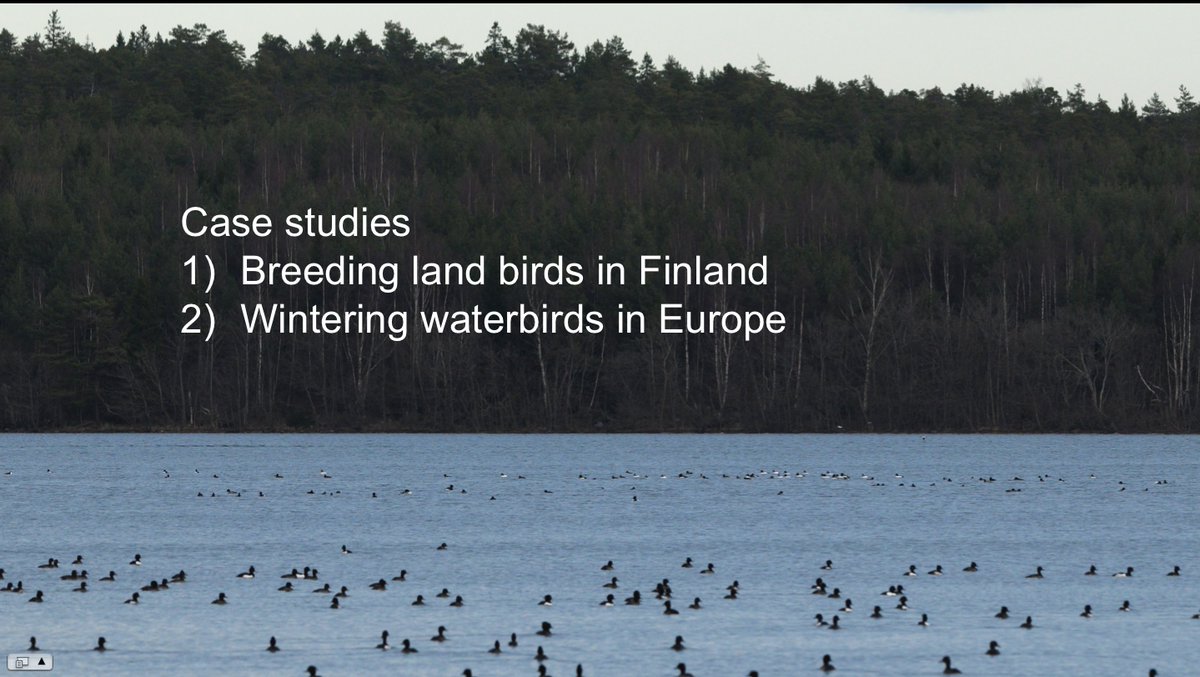 My two case study systems cover both terrestrial and aquatic  #ecosystems but also both  #breeding and  #wintering conditions of  #birds. The first examples concern  #Finnish land birds.  #ornithology  #monitoring  #data 5  #BOUsci20