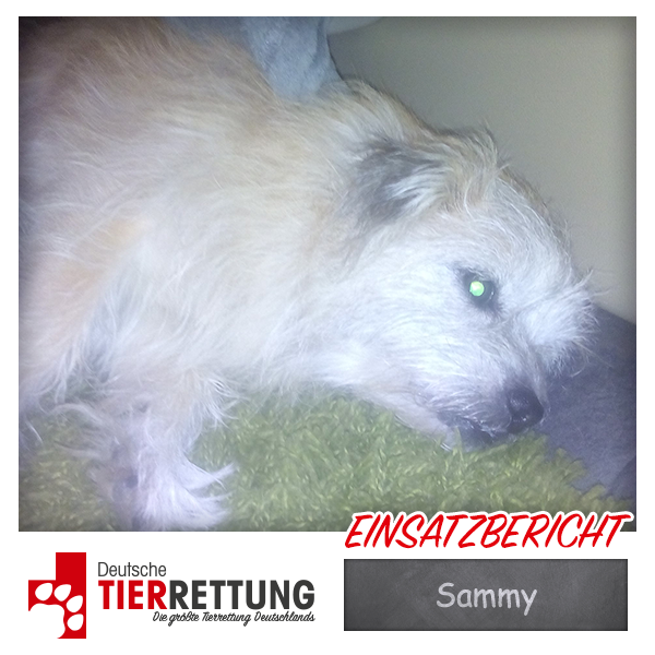 DtTierrettung's tweet photo. Tierrettung Einsatz: Sammy in Dortmund - https://t.co/LlY6nOfyJy https://t.co/2TL593idOi