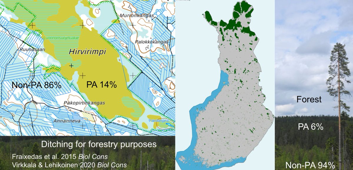  #Boreal  #forests &  #mires are the most important habitats for northern  #species. c 6% of forests & 14% of mires are protected in  #Finland. The  #ProtectedAreaNetwork is spatially biased where there are increasing protection towards less productive areas in north. 10  #BOUsci20