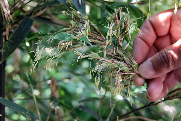 Bamboos flower extremely rarely, some species only once every 120 years. According to folklore bamboo flowering is a serious harbinger for misfortune & trouble. Starting in 2018 until now many of these rare bloomers flowered all over Japan. We are bad at reading omens.  #Hindsight