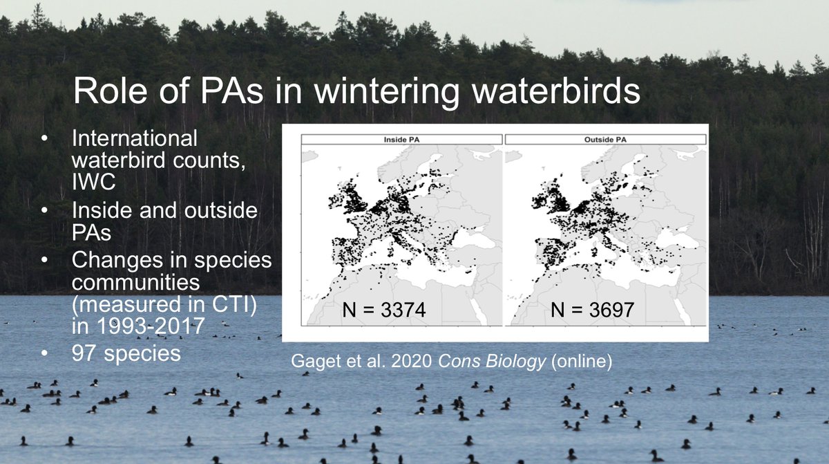 In 2nd part of my talk I will take you to the wetlands of the wintering waterbirds. Wintering waterbirds have been monitored for a long time in IWC  @WetlandsInt. We compared community changes using CTI approach inside and outside protected areas since 1993. 14  #BOUsci20