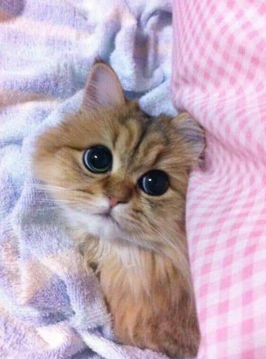 catsoverdosed's tweet photo. Bundle of cuteness 🍬🧸🥺🙀💖
#CatsOfTwitter #Cats #Cat #Kitty #Curiouscat #Kittens #kitten #Citycat #caturday #catfound #catslover #catsoverdosed #animallover #animallovers #TeamCats #CatsOnTwitter https://t.co/S5dzdzDiSw