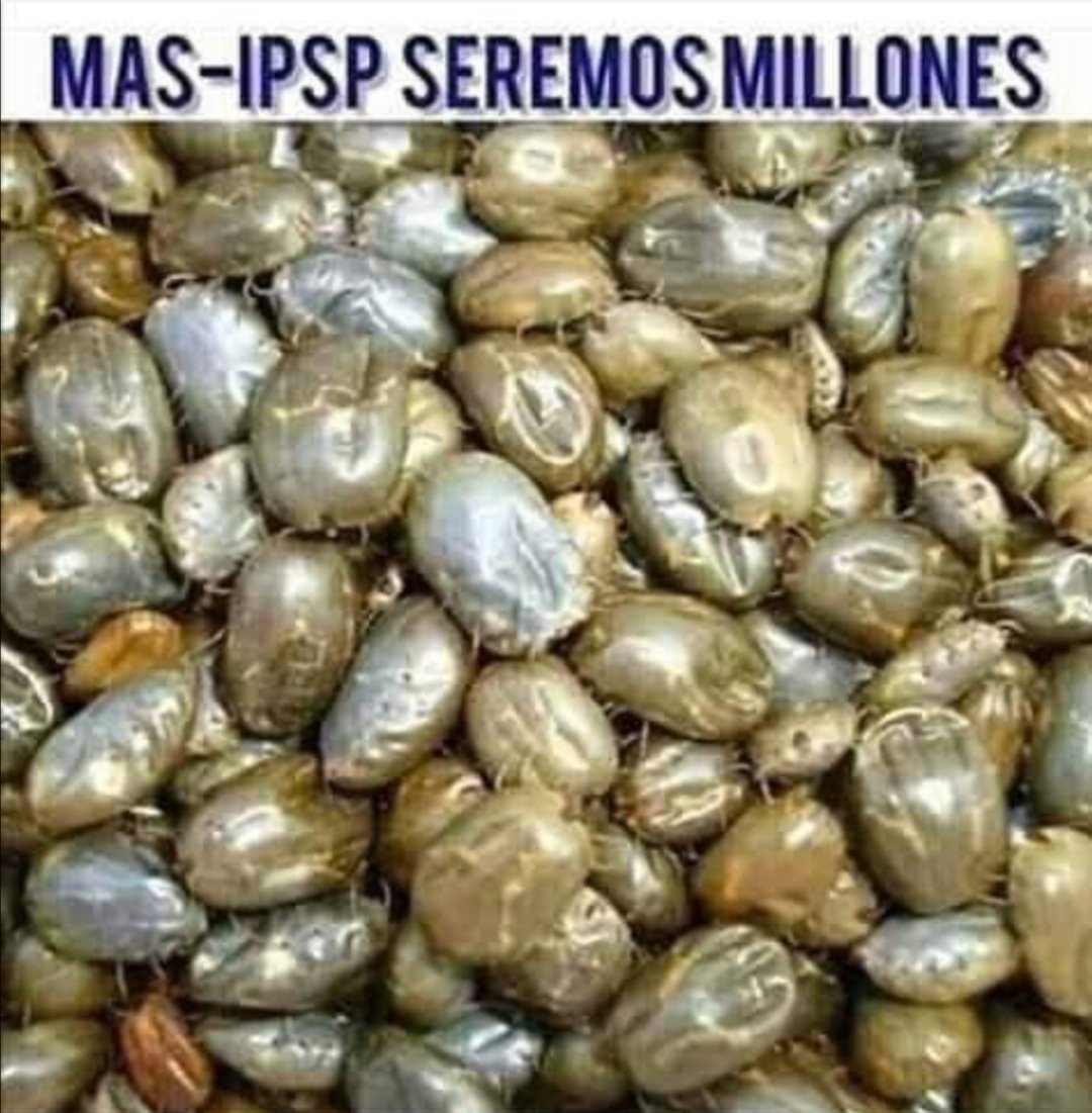 MeallaOvando's tweet photo. @evoespueblo https://t.co/xVov7yKTQ3