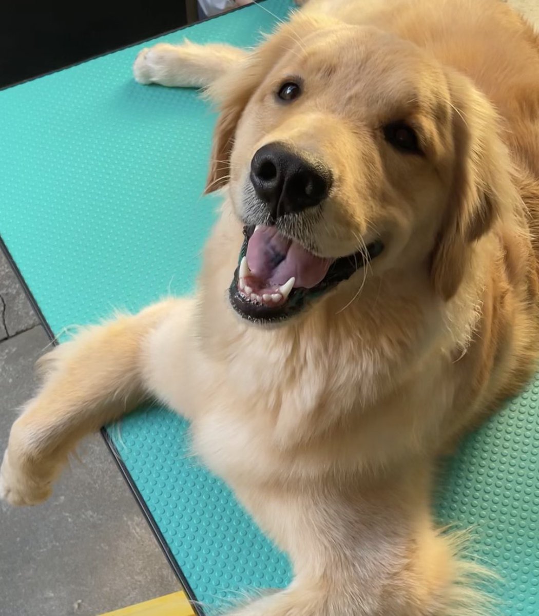 こむぎ En Twitter 私もこの引っかかった顔大好きです 勝手にゴムパッキンって命名してますw