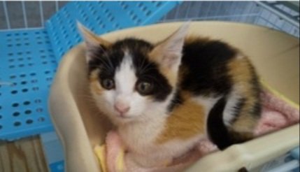 えつこさん がハッシュタグ #長崎 をつけたツイート一覧 - 1 - whotwi