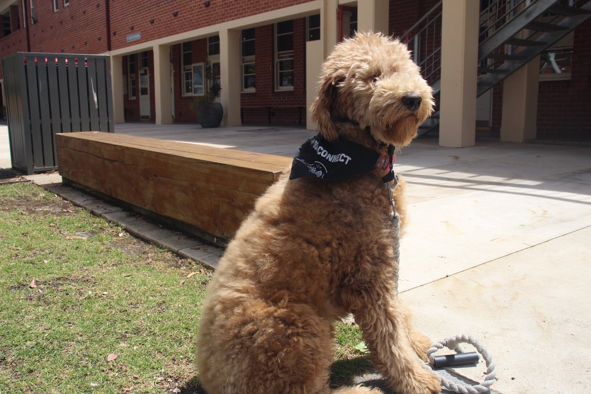 These photos of Nala were taken by Maddi and Brie in Year 9 Media today. She was quite the model! Nala is our Dogs Connect wellbeing dog and turned one this month.
#cmcBendigo #cmcNala #cmcWellbeing