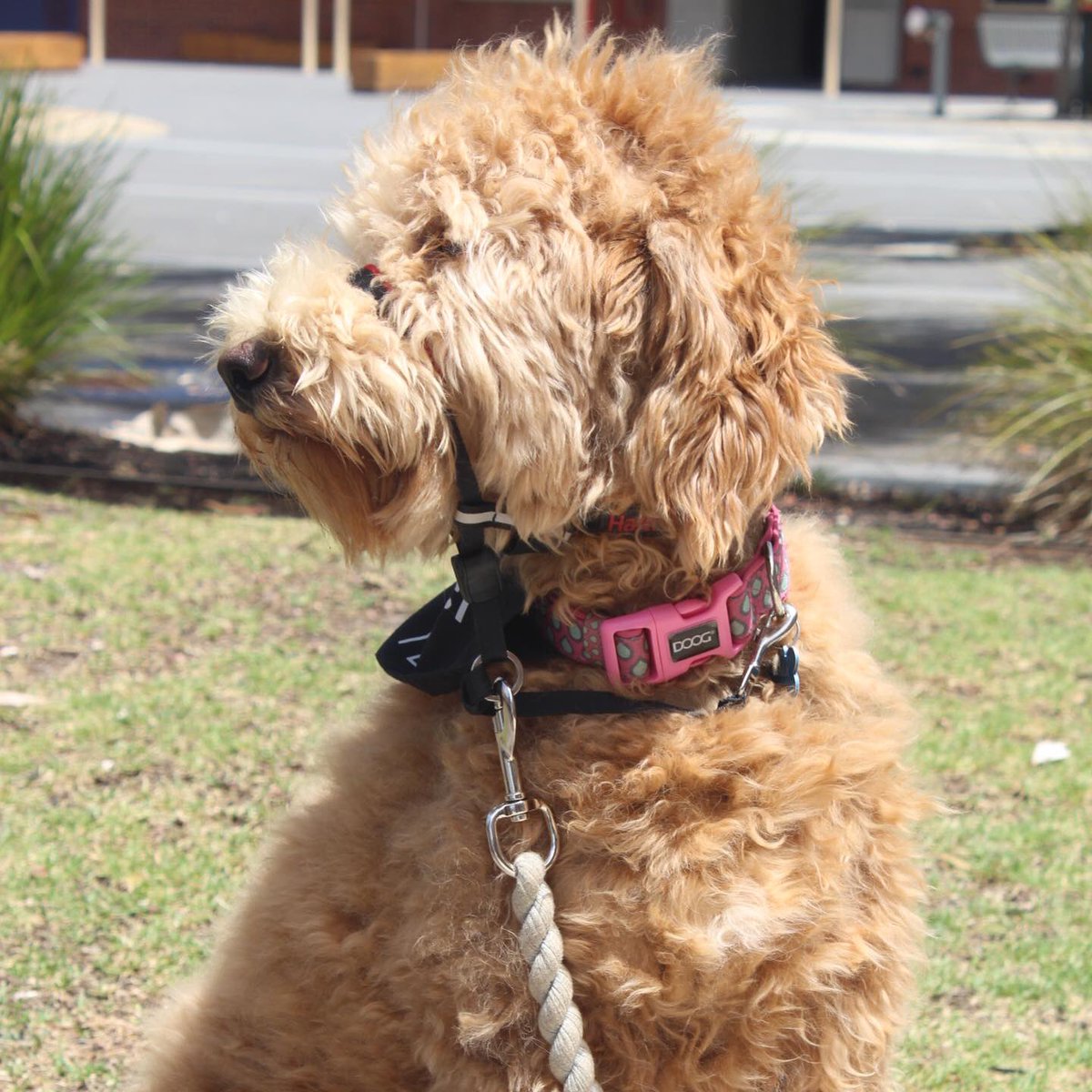 CMCBendigo's tweet photo. These photos of Nala were taken by Maddi and Brie in Year 9 Media today. She was quite the model! Nala is our Dogs Connect wellbeing dog and turned one this month.
#cmcBendigo #cmcNala #cmcWellbeing https://t.co/7HpcRuANVF
