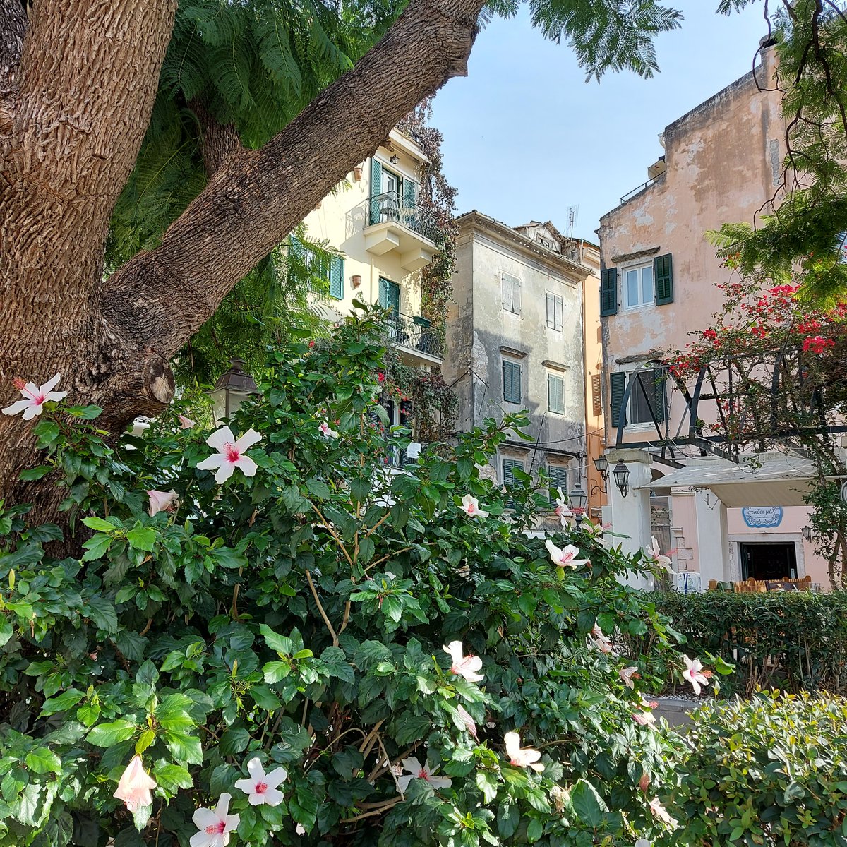 LittleIremia's tweet photo. Beautiful hibiscus in Corfu Town. There's a whole street lined with hibiscus trees and it's wonderful to see them all in bloom in the late Autumn sunshine.
#flower #pink #hibiscus #hibiscusflower #hibiscustree #mallow #corfu #corfuvibes #corfugram #corfutown #kerkyra #corfo https://t.co/v5gAuCDrX1