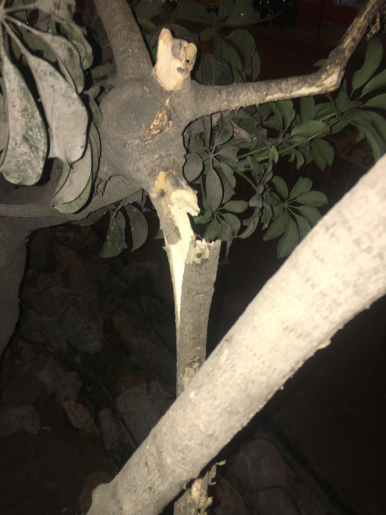 benavideslima's tweet photo. (5/7) y que llevará al absurdo de que  la misma Municipalidad de Lima tendrá que sancionarse por el daño a los árboles con esta obra. https://t.co/zHLNhE9iln