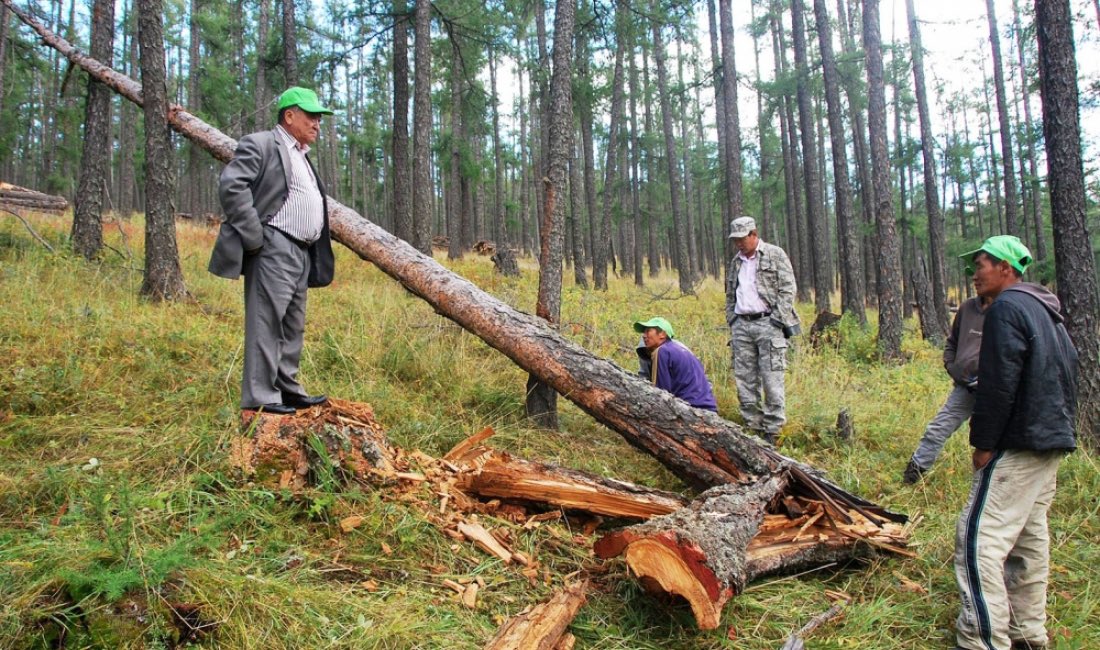 #Улаанбаатар хотын ногоон бүсийн хушин ойн төлөв байдал, ойн дагалт баялгийн судалгааны үр дүн‼️
Бүх мод эрүүл биш, 60% өсөлт саарч буй, 30% өсөлт зогсож, доройтож буй ангилалд хамаарагдаж байна‼️
Линк: igg.ac.mn/c/1003754?cont…