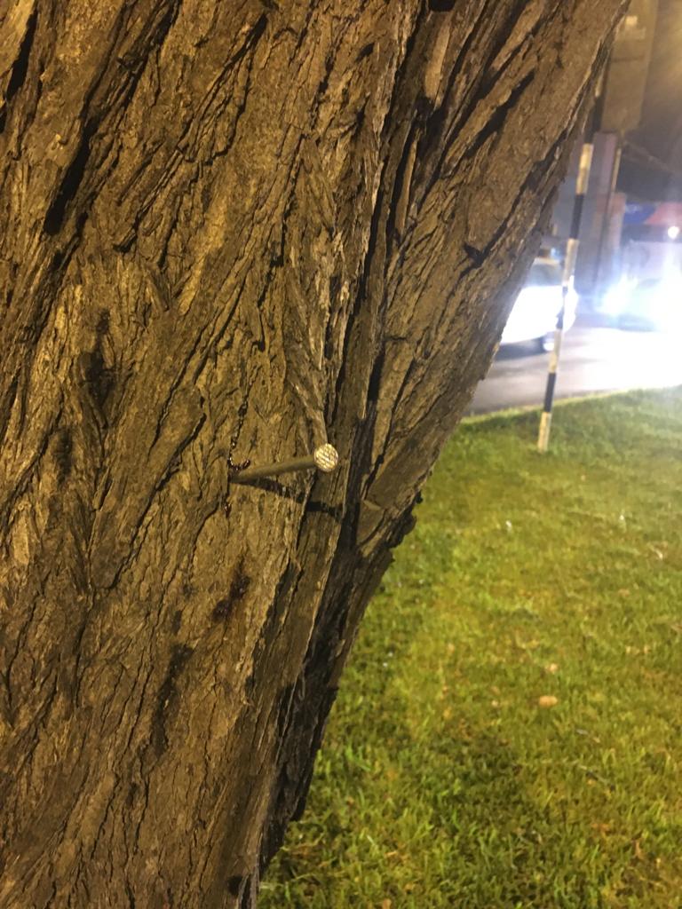 benavideslima's tweet photo. (6/7) Finalmente, es necesario advertir que en la cuadra 36,37, 38, 39 y 40 de la Benavides, en el sentido norte-sur las raíces de estos árboles son largas, atraviesan la vía, y las excavaciones profundas para el sardinel las afectará. https://t.co/xDfXnJ4PLJ
