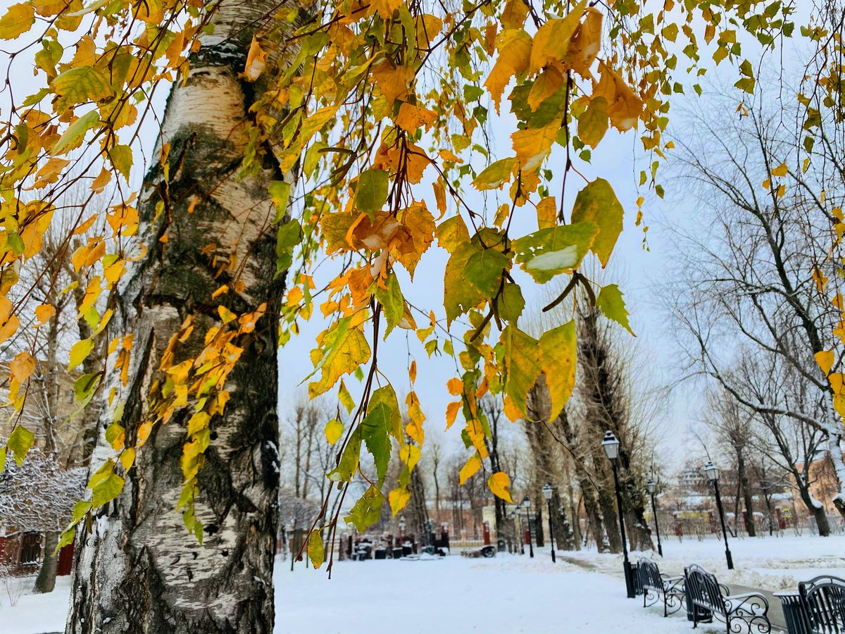 Встреча осени и зимы 🍁❄️
⠀
#mosgorsad #садэрмитаж