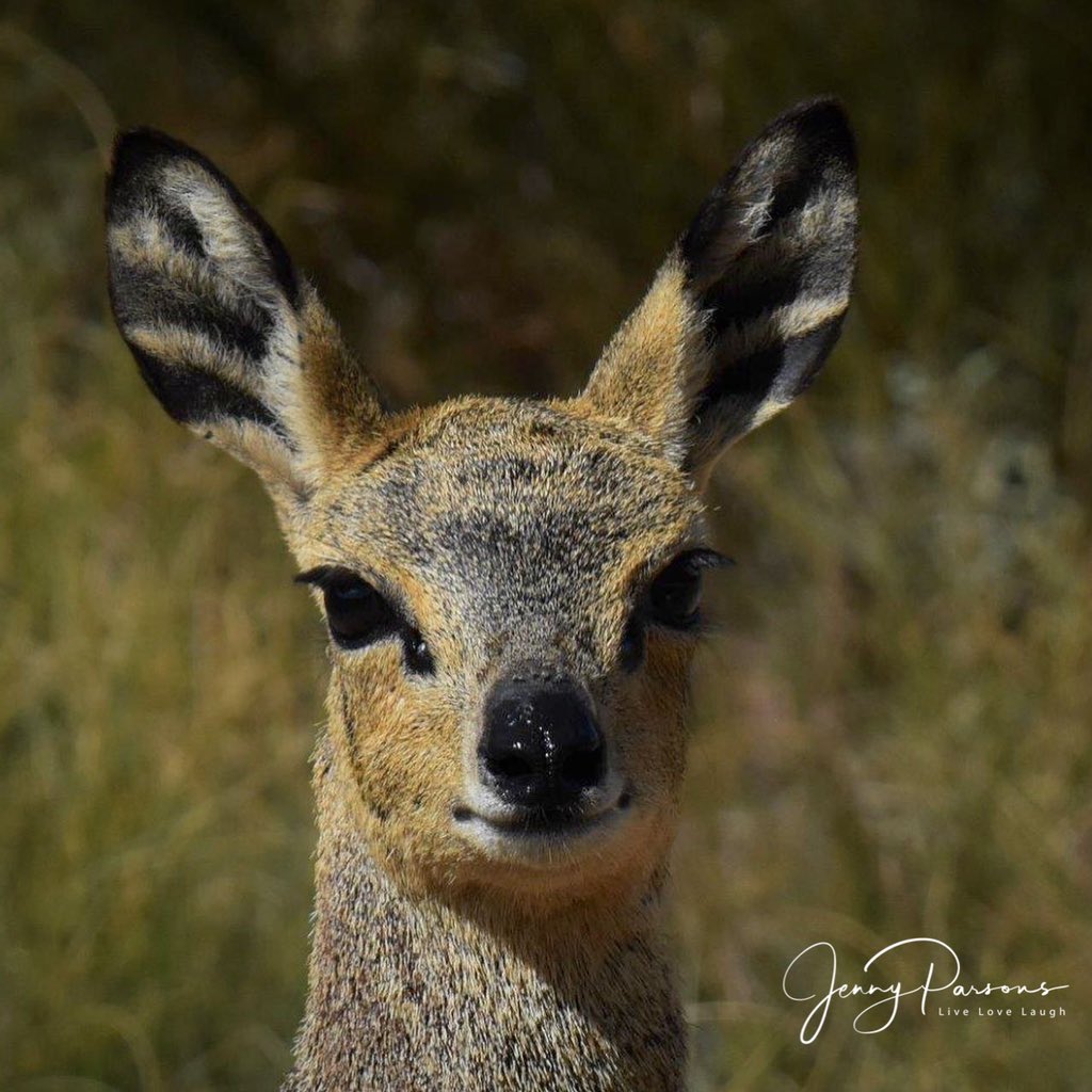 JennyPaPB's tweet photo. Portrait of a #Klipspringer ! Driving in the #Cedarberg we came across a family of three. Special to take time out & watch these timid buck. Their survival hinges on their #rockjumping abilities.
#mammal #fleetfooted #mountains #pringlebaybirding #TwitterNatureCommunity https://t.co/AJxFVgZ8g1
