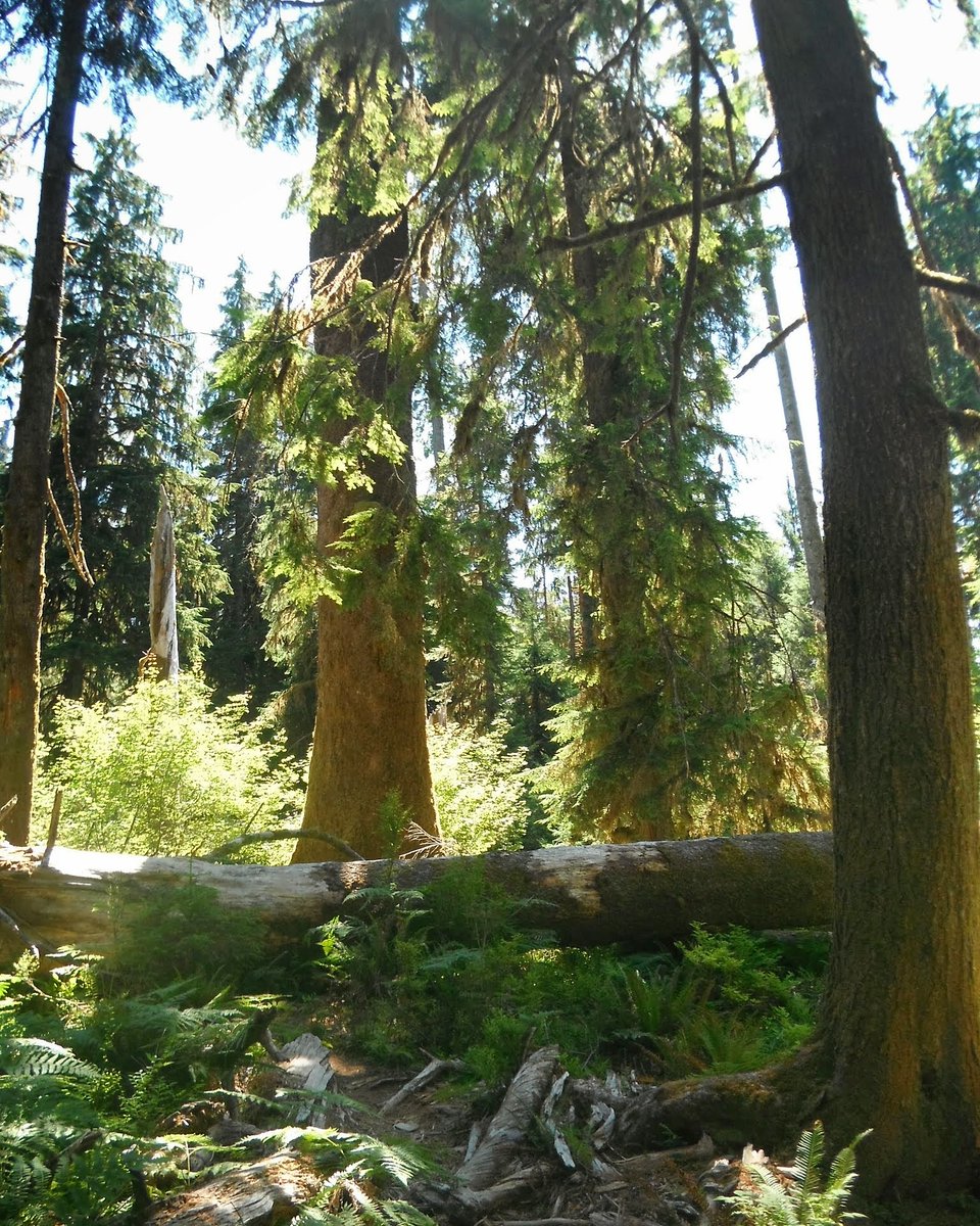Classic fall weather is here which means it's often gloomy &amp; possibly rainy until spring. In the meantime I hope for snow cause at least it's pretty &amp; bright. 
In the absence of inspiring scenery near me I spun the wheel in my archives &amp; landed in the Hoh Rainforest of <a href="/OlympicNP/">Olympic NPS</a>